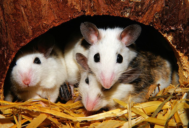 Do Mice Need Dust Baths? A Comprehensive Guide to Mouse Grooming