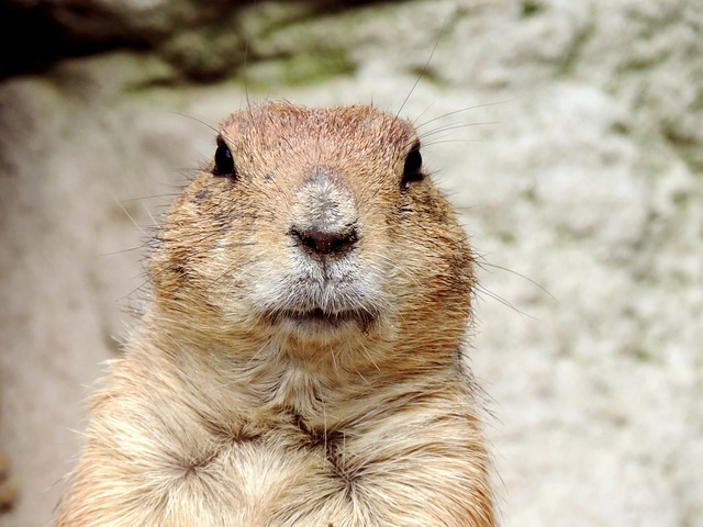 Are Groundhogs Primary Consumers? Exploring Their Role in the Food Chain