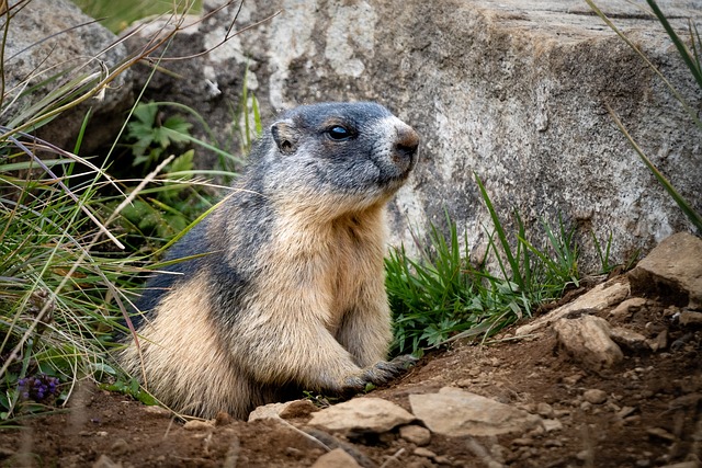 Do Groundhogs Shed Their Fur? Here’s What You Need to Know