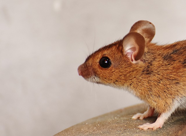 Do Mice Kill and Eat Other Mice? Exploring the Cannibalistic Nature of Mice
