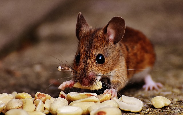 Do Mice Live in High Rises? Exploring the Possibility of Rodent Infestations in Tall Buildings