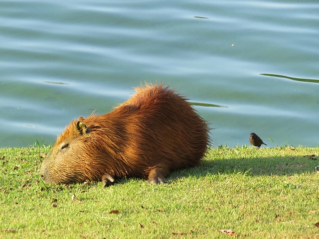 Can Capybaras Live with Goats: A Comprehensive Guide