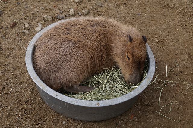 Do Capybaras Produce Milk? Exploring the Lactation of the World’s Largest Rodent