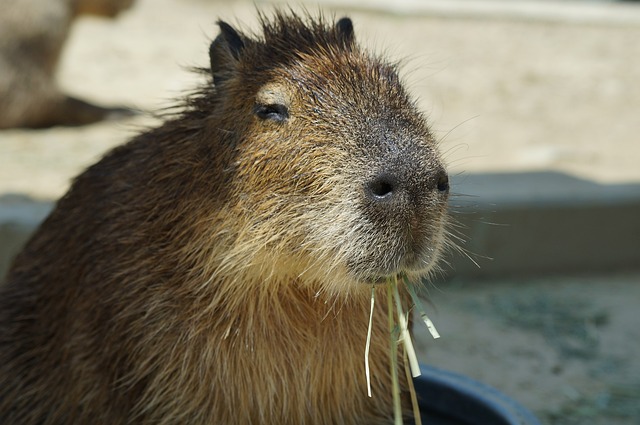 Can Capybaras Live with Guinea Pigs: Expert Insights and Considerations