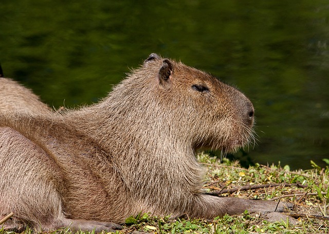 Can Capybaras Eat Popsicles? A Comprehensive Guide to Capybara Diet