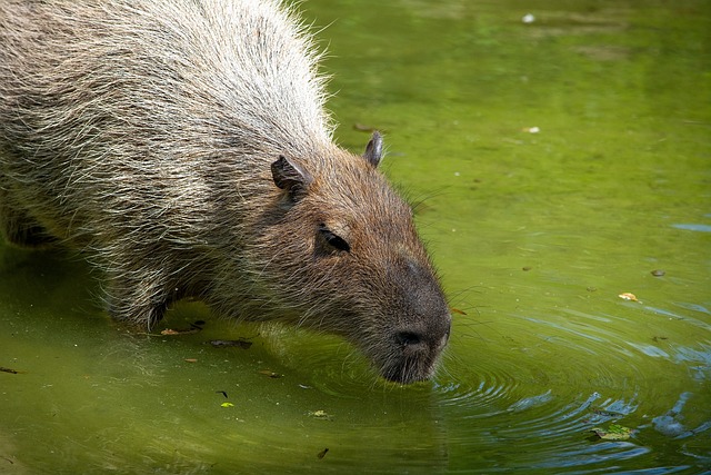 Can Capybaras Have Autism? A Scientific Look into the Possibility