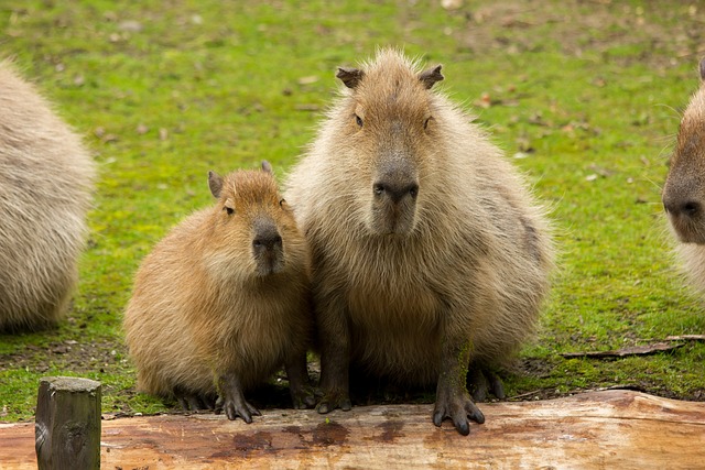 Why Do Capybaras Look Bored? Understanding the Unique Facial Expressions of Capybaras