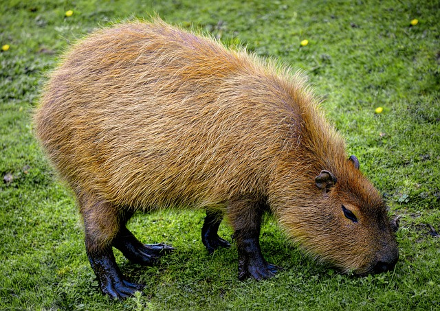 Why Do Capybaras Get Along with Other Animals: Exploring Their Social Nature