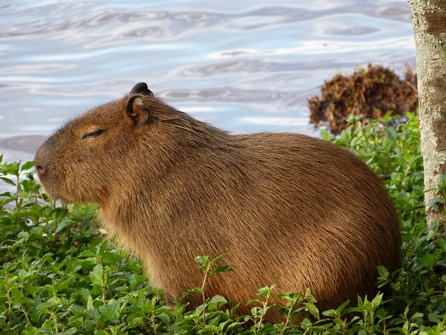 What is a Group of Capybaras Called? Explained