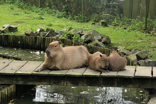 Why Are Capybaras So Chill: Understanding the Behavior of the World’s Largest Rodent