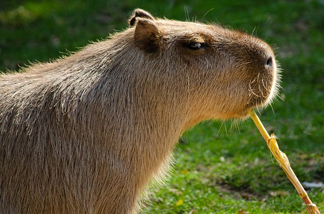 Can You Ride Capybaras? Exploring the Feasibility and Ethics of Capybara Riding