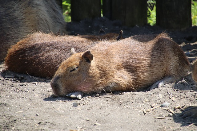 Do Capybaras Attack Dogs? The Truth About the Relationship Between These Two Animals