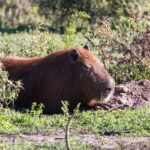 Can Capybaras Get Angry: Understanding Rodent Aggression Dynamics