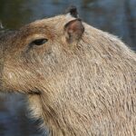 Why Do Alligators Not Attack Capybaras: Unveiling the Predatory Dynamics