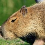 Do Capybaras Know Their Names: Understanding Pet Response to Human Language
