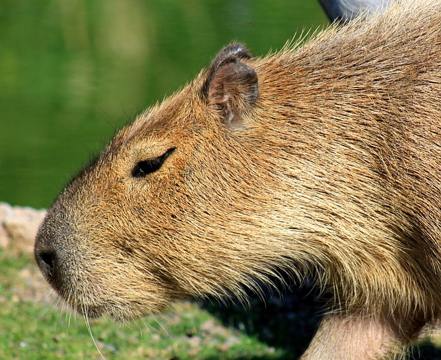 Do Capybaras Know Their Names: Understanding Pet Response to Human Language