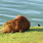 Do Capybaras Really Stack: Understanding Rodent Behavior
