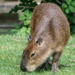 Does Russia Have Capybaras: Understanding Their Presence in Non-Native Regions