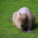 Does Europe Have Capybaras? Unveiling the Presence of the World’s Largest Rodent