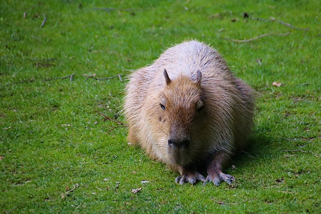 Does Europe Have Capybaras? Unveiling the Presence of the World’s Largest Rodent
