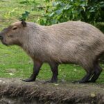 How Do Capybaras Drink Water: Unveiling Their Hydration Habits
