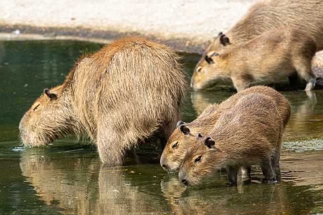 Do Capybaras Get Angry: Understanding Aggression in the World’s Largest Rodent