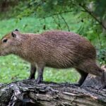 Why Do Capybaras Kiss: Understanding Rodent Affection Behavior