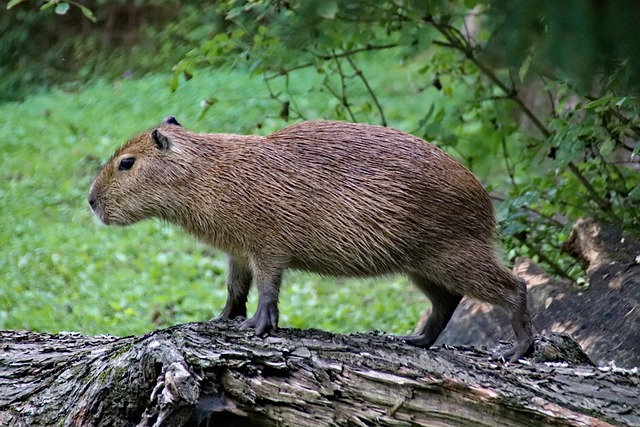 Why Do Capybaras Kiss: Understanding Rodent Affection Behavior