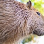 Does Norway Have Capybaras: Unveiling the Presence of Exotic Wildlife