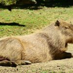 Does Finland Have Capybaras: Exploring Exotic Wildlife in Europe