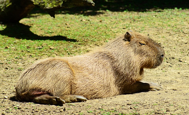Does Finland Have Capybaras: Exploring Exotic Wildlife in Europe