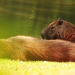 Does Italy Have Capybaras: Exploring Italian Wildlife Diversity