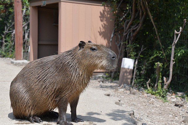 Do Capybaras Fart a Lot: Understanding the Digestive Habits of the World’s Largest Rodent