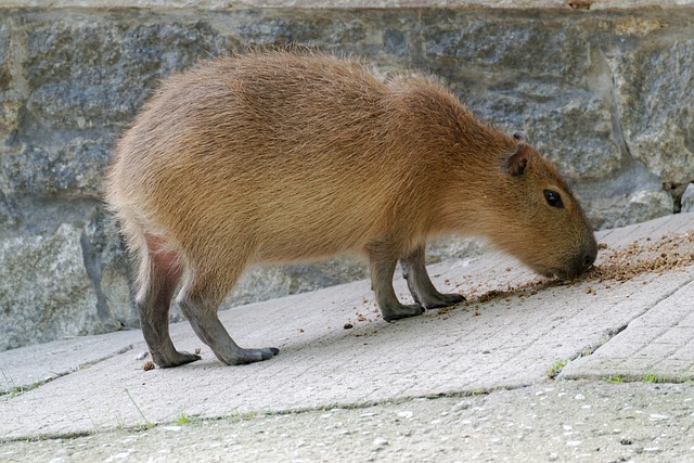 Do Capybaras Play Dead: Unveiling Their Defensive Behaviors