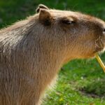 Do Capybaras Have Fur: Understanding Their Unique Coat