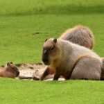 Do Alligators Eat Capybaras? Exploring Predatory Behaviors in Wetland Ecosystems