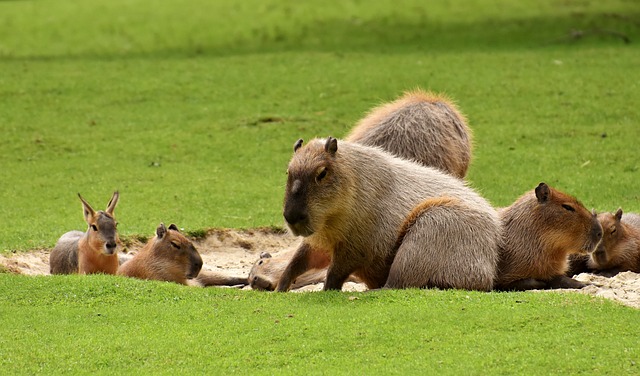 Do Alligators Eat Capybaras? Exploring Predatory Behaviors in Wetland Ecosystems
