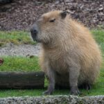 Does Italy Have Capybaras: Uncovering the Presence of the World’s Largest Rodent